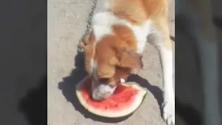 БОРСИ БОРСИ  🍉🍉🍉👍