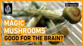 Are magic mushrooms going mainstream? | The Stream