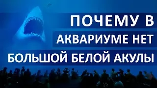 Почему в Аквариумах Нет Большой Белой Акулы