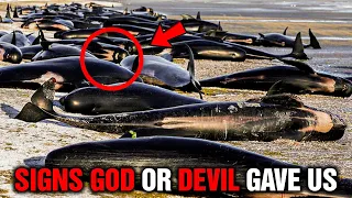 Is Animals’ Death God Speaking to Us Or Is This The Devil?