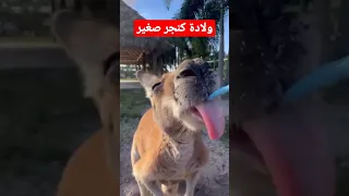 ولادة كنجر صغير جدا سبحان الله