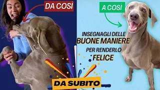 Se fai questa SEMPLICE cosa il tuo cane NON ti salterà più ADDOSSO