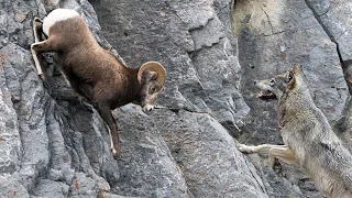 Even Wolves can't get these Rams! Bighorn is the King of the Hill, who is beating over the abyss!