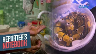 Problema sa tubig at ilegal na pagbebenta ng endangered species (Full episode) | Reporter's Notebook