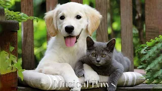 Have the Most Relaxed Cats&Dog! Relaxing Music for Easily Stressed Cats&Dog, Help Cats&Dog Sleep!