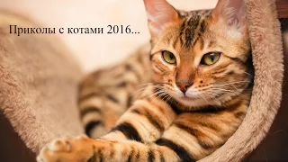 Приколы с котами. Смешные кошки 2016. Топ подборка.