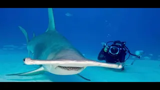 "Shark Mania" open water w/ 16 ft. Hammerheads
