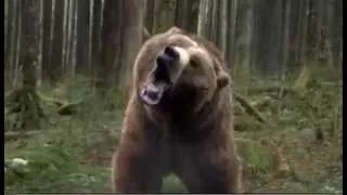 Courage - Bear Chase