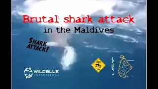 Brutal shark attack in the Maldives