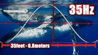 35 Hz Pure Sine Wave is a Bass Note as Big as a Whale