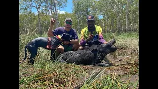 CAPE YORK BOARS AND BARRA pt1