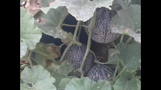 How to grow cantaloupe and melons in containers for beginners