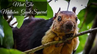 Meet The Malabar Giant Squirrel, Ratufa Indica, Indian Giant Squirrel