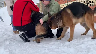 Зимняя вязка чепрачных немецких овчарок / шустрый кобель