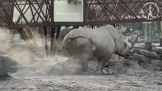 Mød Kanty, ZOOs nye hannæsehorn