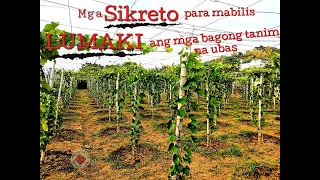 mga sikreto para mabilis lumaki ang mga bagong tanim na ubas