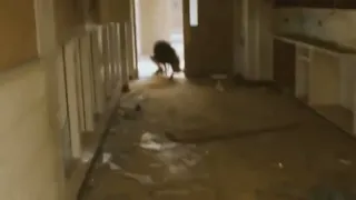 found footage of a hound chasing wanderer (the backrooms footage)