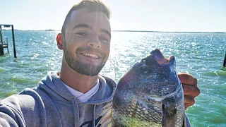 Sheepshead Fishing with Live Shrimp - Catch and Cook (Fish Tacos)