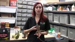 Basic Iguana Care