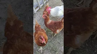 Петух не отдаёт курицу