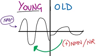 Supplementing NAD+ levels, circadian rhythm and aging.