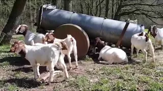 Бурская порода коз