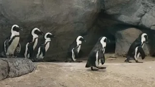 🐧🐧🐧☺The funny Penguins walking (@muyhouy.kh99 )