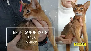 Выставка кошек… Мартовский мистер кот 2023... Минск