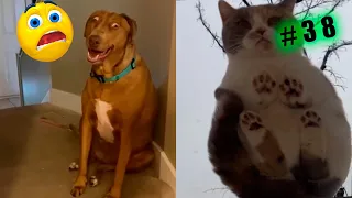 Funny animal videos cats and Dogs 🤣Try not to laugh Challenge! №38