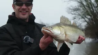 Im Winter auf Zander - So ticken Winterzander am Rhein - Tipps & Tricks für die kalte Jahreszeit!