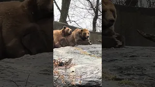 Brown Bears hugging outdoors on a 40 degree winter day.