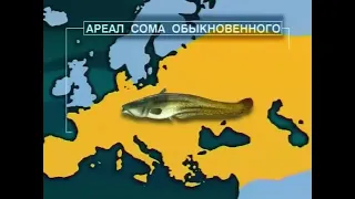 Какие основные признаки  у рыб из отряда Сомообразные (Catfishes, Nematognathi) — Siluriformes ?