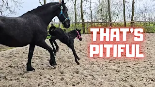 Foal Belle is moving! | That's pathetic! | The ponies escaped in the night! | Friesian Horses