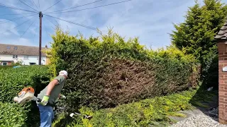 Hedge trimming/client Wanted it cut,RIGHT back. 😲.