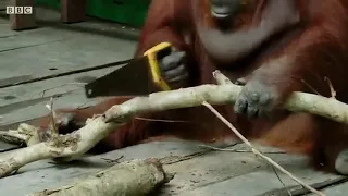 Orangutan Saws Branches for Fun Spy In The Wild BBC Earth online video cutter com