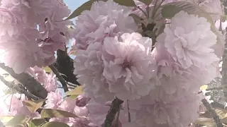 八重桜の花言葉は「理知に富んだ教育」、「豊かな教養」　　　　癒しの花と音楽