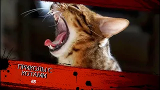 Смешные КОТЫ #5 / Лучшие приколы 2020 / Funny cats.