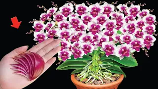 Just a few thin slices! Orchids immediately bloomed 500 times more than normal