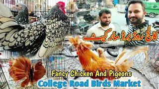 Fancy Murga Aur Fancy Kabootar College Road Rawalpindi | Fancy Pigeon And Fancy Chicken Birds Market