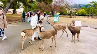 Welcome to Nara park japan 4k