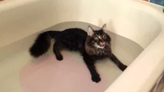 Maine Coon Kitten Lying and Swimming in the Tub