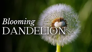 TIME LAPSE Dandelion Flower Blooming