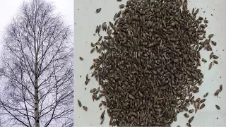 Почки 🌳 берёзы. Как комфортно их заготовить ❄️ зимой дома, в тепле. Birch.