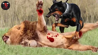 Dog Hunt And Kill Lion - Real Fights Between Dogs and Predators