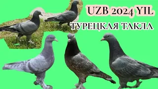 Taklachi Uzb,#Турецкая#Такла#Голуби Pigeons!!!😊🕊