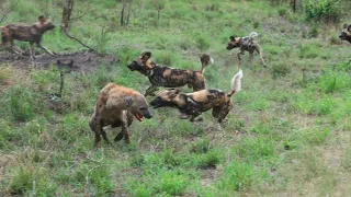 Wild Fight Between Dogs and Hyenas!