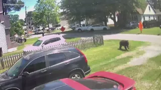 Bear spotted in Virginia Beach