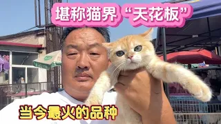 【河南亮哥萌宠记】堪称猫界“天花板”，当今最火的品种，小模样网友爱了又爱