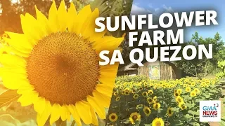GMA News: Sunshine Farm sa Quezon