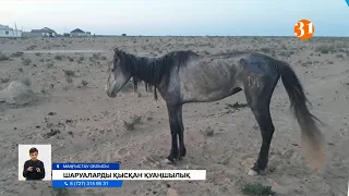 Қазақстанның екі бірдей өңірінде мал қырылып жатыр